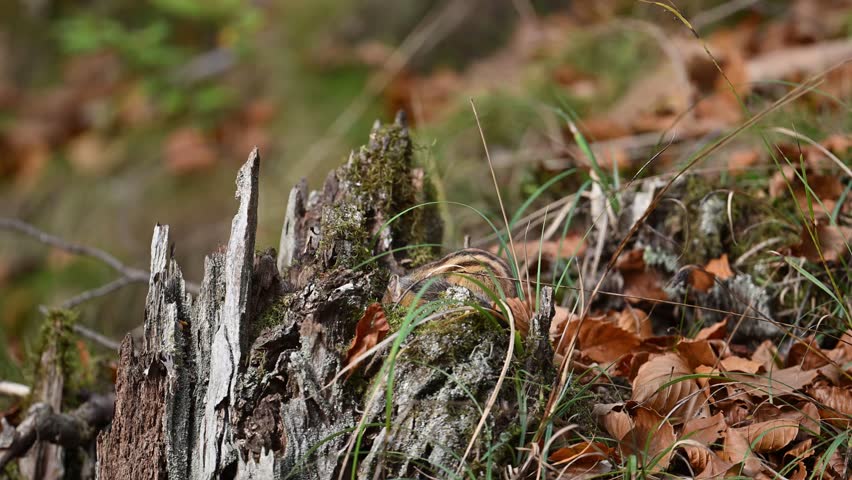 Eastern chipmunks ,Siberian chipmunk, in the forest from Belgium