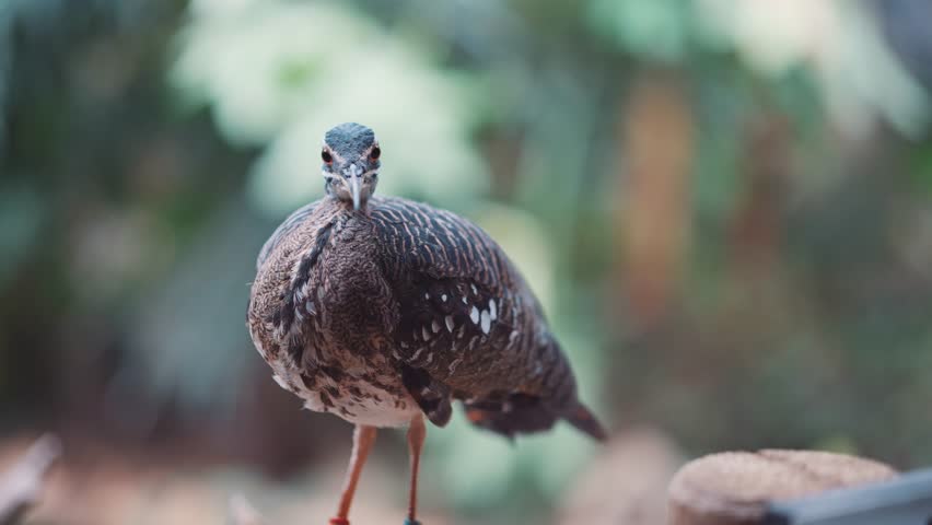 Sunbittern large tropical bird, beautiful exotic bird feathers brown forest animal, Eurypyga helias, nature wildlife small beak orange eyes, africa patterns