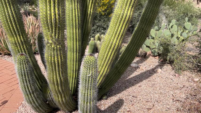 slow tilt up a large organ pipe cactus in a desert garden