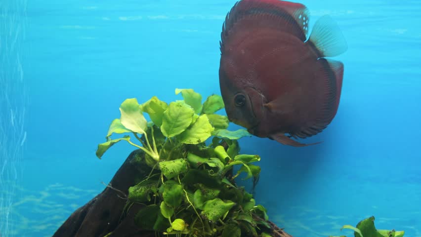 Close up view of Red Cover discus fish swimming in aquarium. Sweden. | Shutterstock HD Video #1101245367