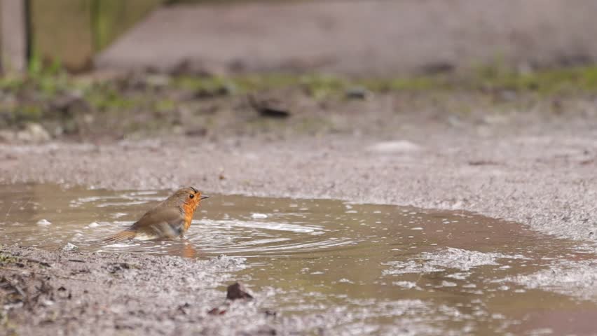 Robin Bird Bathing In a puddle of water
