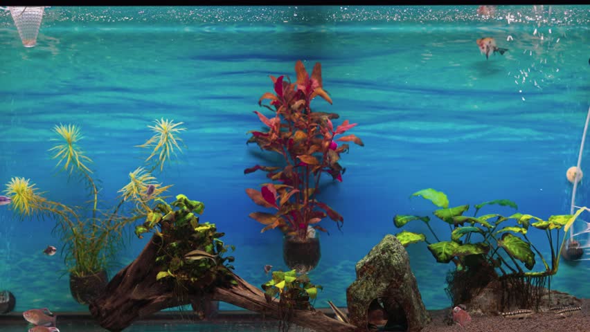 Beautiful view of home freshwater aquarium with angelfish and other fish. Sweden. | Shutterstock HD Video #1101245661