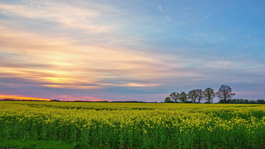 A vast field of yellow flowers against a stunning sunset. The natural beauty and tranquility of the scene create a mesmerizing atmosphere. A perfect beauty of nature in visual storytelling. Royalty-Free Stock Footage #1101248617
