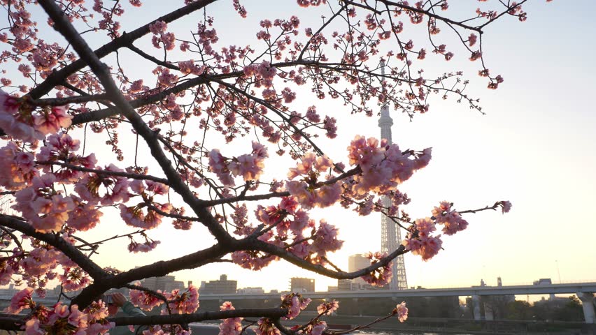 sunrise at Tokyo Skytree with sakura blossom, capital of Japan landmark, tourism in Japan in spring, pink cherry blossom in Tokyo. High quality 4k footage Royalty-Free Stock Footage #1101248835