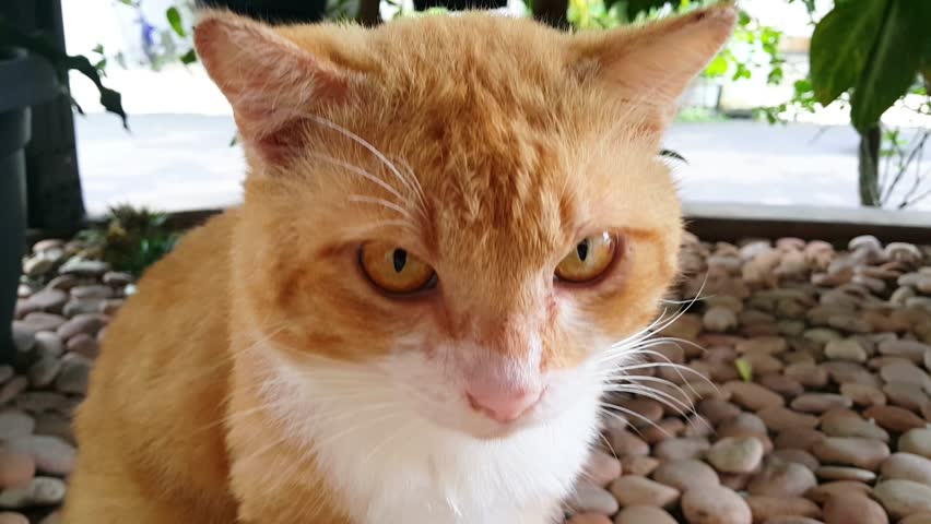 Close up view of fat orange cat relaxing comfortably on the lawn | Shutterstock HD Video #1101250845