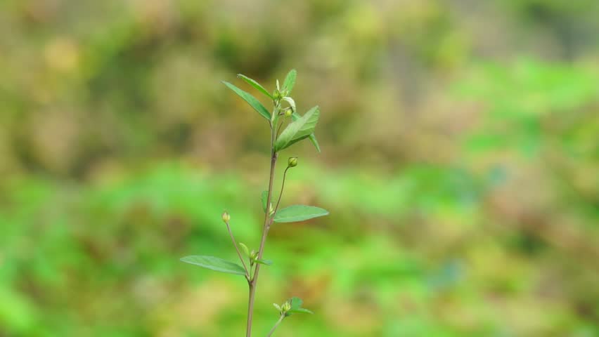 Sida acuta (aslo called common wireweed, sidaguri,sidogori) with natural background. This plant species of flowering plant in the mallow family, Malvaceae. Sida acuta is considered an invasive species Royalty-Free Stock Footage #1101253537
