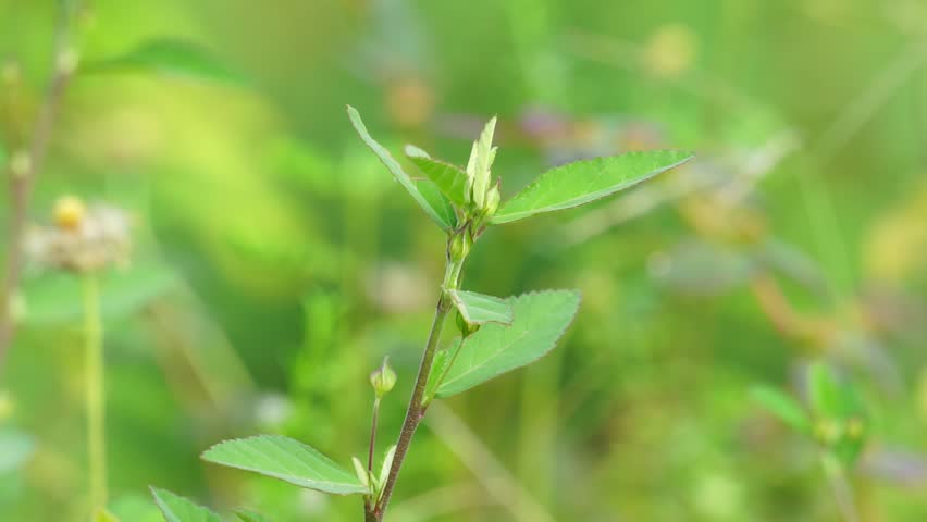 Sida acuta (aslo called common wireweed, sidaguri,sidogori) with natural background. This plant species of flowering plant in the mallow family, Malvaceae. Sida acuta is considered an invasive species Royalty-Free Stock Footage #1101253539