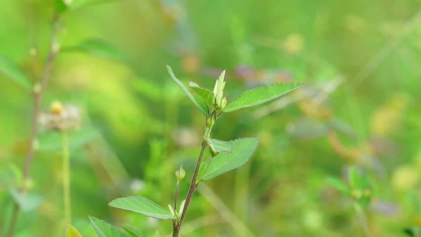 Sida acuta (aslo called common wireweed, sidaguri,sidogori) with natural background. This plant species of flowering plant in the mallow family, Malvaceae. Sida acuta is considered an invasive species Royalty-Free Stock Footage #1101253541