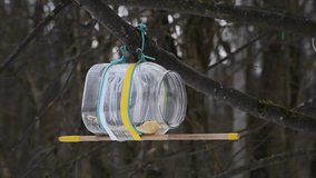Wild Eurasian nuthatch and Great tit birds with yellow feathers eats seeds from bird feeder made from plastic bottle. Selective focus. Real time video. Recycled materials theme.