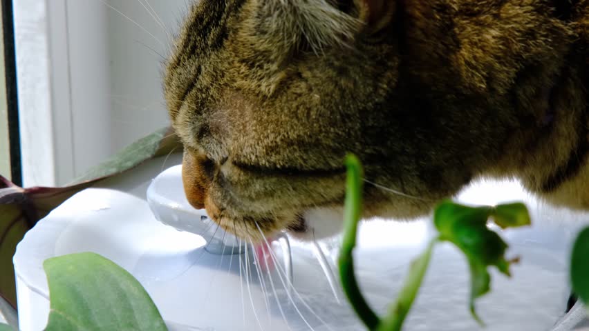 A cat drinks water from a pet fountain in close-up. Nutrition and water balance of pets, automatic drinker | Shutterstock HD Video #1101255131