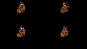 4 different butterfly animations. Realistic design. Butterflies looped seamless. Contains matte video for alpha channel.4K Ultra Hd and 60fps.