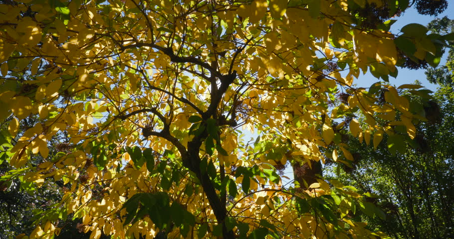 Autumn Deciduous Forest. Sunlight Breaks Through Trees In Foliar Forest Autumn Sunny Day. Beautiful Landscape. Bright Green And Yellow Colors.