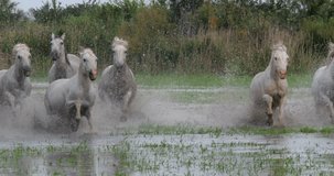 Camargue Horse, Herd trotting or galloping through Swamp, Saintes Marie de la Mer in Camargue, in the South of France, Slow Motion 4K