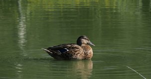 Mallard Duck, anas platyrhynchos, Adult Female Snorting, Pond in Camargue near Saintes Maries de la Mer, Slow Motion 4K