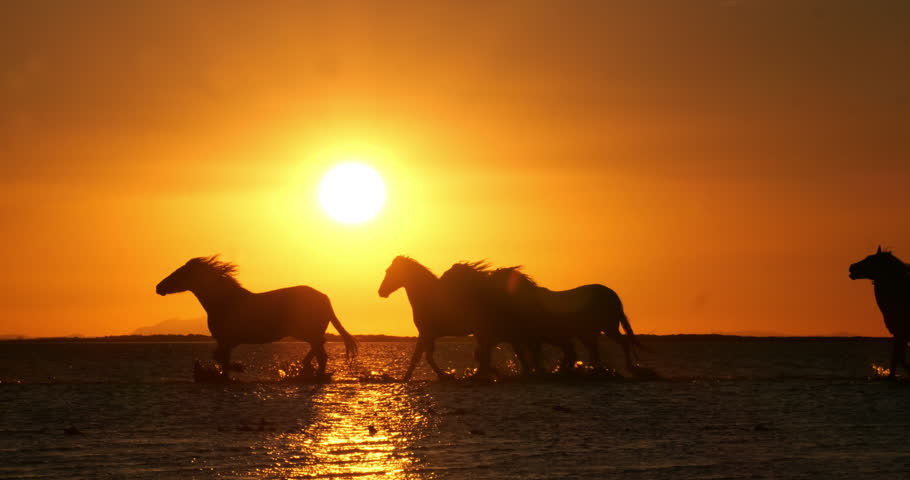 Rider and Camargue Horse, Herd trotting or galloping in Ocean at Sunrise, Saintes Marie de la Mer in Camargue, in the South of France, Slow Motion 4K