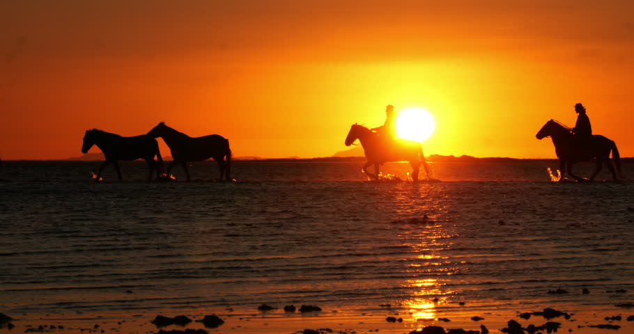 Rider and Camargue Horse, Herd trotting or galloping in Ocean at Sunrise, Saintes Marie de la Mer in Camargue, in the South of France, Slow Motion 4K
