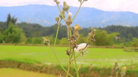 Short video. The texture of flowers with distinctive yellow and white colors looks beautiful growing in bloom on the side of the road. Mamasa, West Sulawesi Indonesia, March 2023.