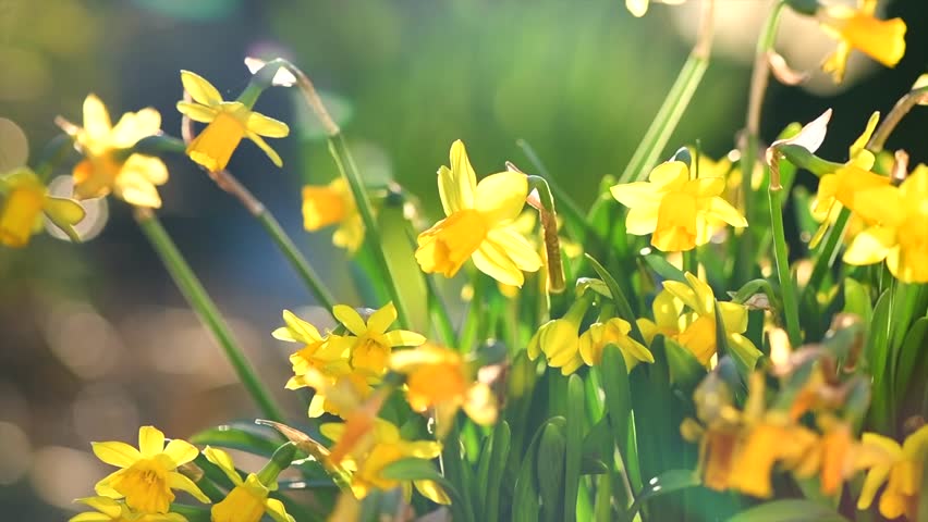 Daffodils, Narcissus, yellow Daffodil flowers in spring garden blooming, Easter background, bouquet. Beautiful Spring Easter daffodils growing, beauty flower. Slow motion Royalty-Free Stock Footage #1101264029