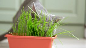 Cat eat grass. Cat eating green grass. Domestic cat munching wheat plant sprouts grown in pot. Natural hairball treatment. Close-up kitten munching fresh oats at home. Emotionally video. Health of Pet
