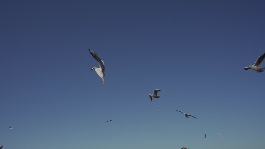 Seagulls fly in the blue sky, they are fed with bread, Slow Motion. HLG Bt.2020 ungraded.