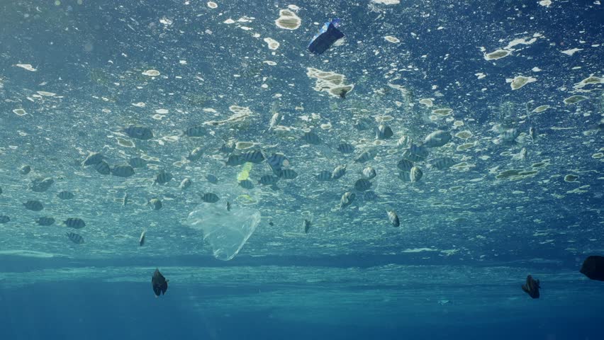 Shoal of tropical fish eats on surface of polluted water in fatty layer, swims among plastic waste. School of Indo-Pacific sergeant (Abudefduf vaigiensis) feeds fat layer from surface of water Royalty-Free Stock Footage #1101267697