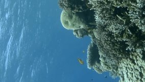 Vertical video, Underwater multicolored tropical fishes swim around beautiful coral reef. Underwater life on coral reef in the ocean. Camera moves sideway to the right side