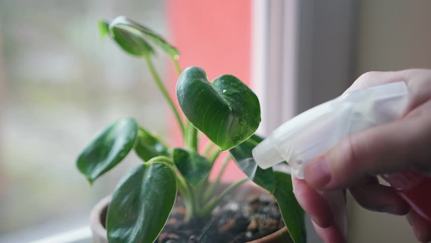 Spraying water on Philodendron White Birkin plant at home on a windowsill. Houseplant watering concept. | Shutterstock HD Video #1101269171