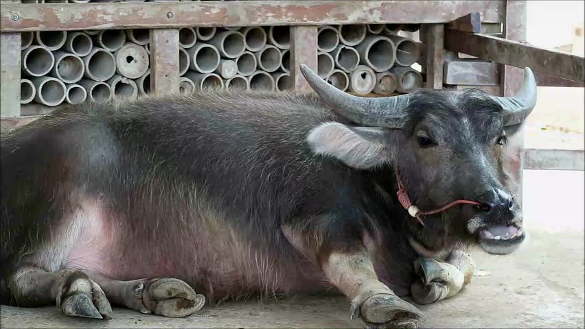 Footage of a Dwarf Buffalo Chewing the Cud, One of a Critically Endangered Species Nowadays