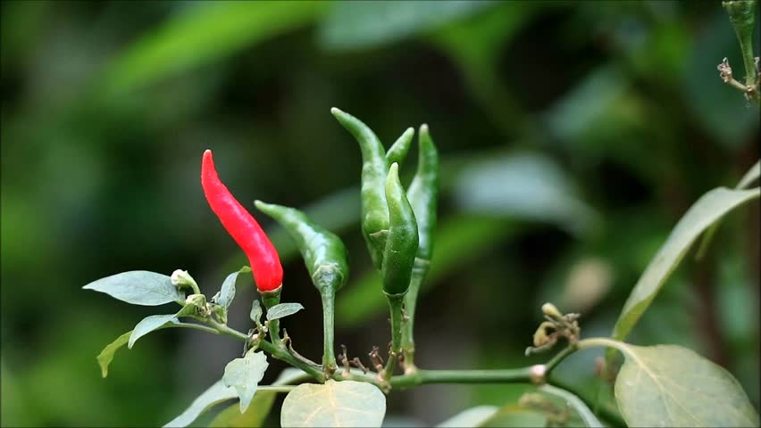 Footage of Bunch of Red and Green Bird's Eye Chilis or Thai Chili Peppers Ripening on the Tree Royalty-Free Stock Footage #1101271119
