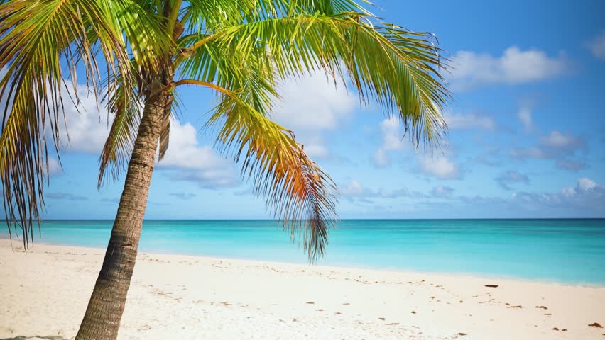 Palm tree on Thailand beach over turquoise sea. Summer sunny seascape. Best beaches in the world. Phuket white sandy beach in the morning with palm trees and blue sky. Sea waves on sand.