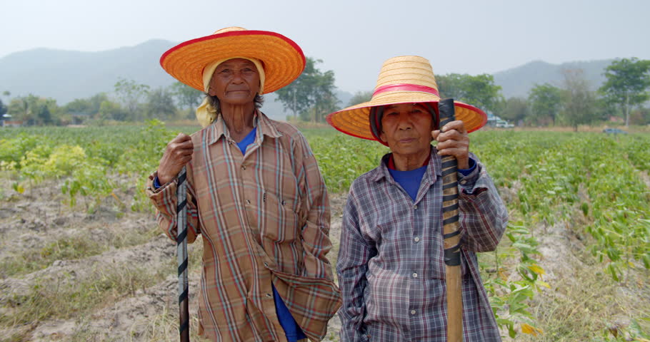 Two happy smiling and laughing Asian farmers who are elderly farmers and employees in a rural farm, mowing the weeds in the cassava field. Use in documentary concept and other.