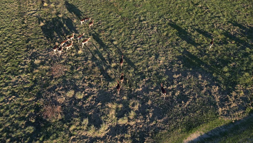 An Aerial view of herd of fallow deers from above Royalty-Free Stock Footage #1101274219
