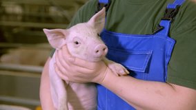 Farmer in blue overalls holds a cute piglet in the hands. Farmer pets the cute piglet raised in good conditions at husbandry. Farmer cares for the young cute piglet growing up in the agricultural shed - Powered by Shutterstock - Get 15% off with code: PIKWIZARD15