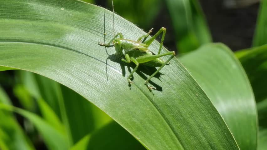 A young jumping grasshopper basks in the sun on a juicy green leaf of corn. Close-up. Sunshine. Locust