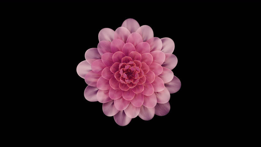 Blossoming flower on black. 3D render | Shutterstock HD Video #1101283139