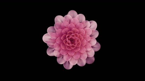 Blossoming flower on black. 3D render Stock Video