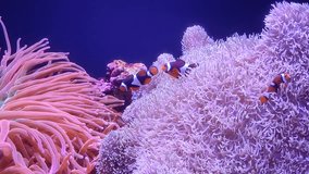 Experience the serenity of an underwater paradise with this captivating stock video featuring colorful aquarium fish swimming amidst pink sea plants in a serene blue background.