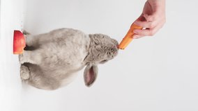 Adorable gray dwarf rabbit standing on two hind legs, reaching up, sniffing carrot from hand. Vertical video, slow motion.