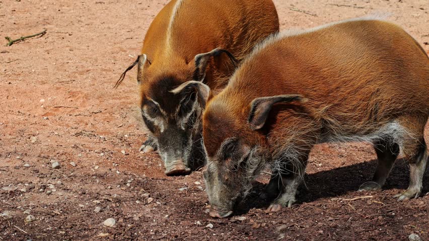 Red river hog, Potamochoerus porcus, also known as the bush pig. This pig has an acute sense of smell to locate food underground.