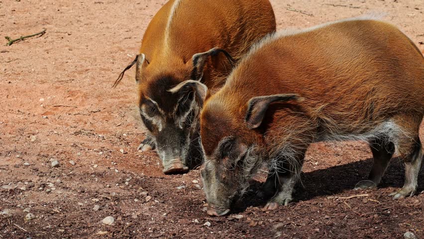 Red river hog, Potamochoerus porcus, also known as the bush pig. This pig has an acute sense of smell to locate food underground. Royalty-Free Stock Footage #1101293303