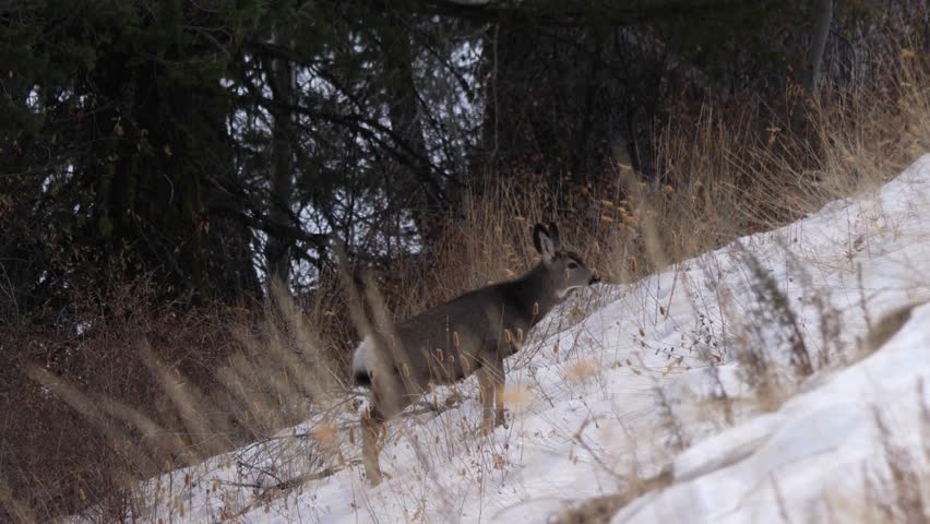 A couple of scared female deer cautiously jumping around after noticing humans in the wilderness.