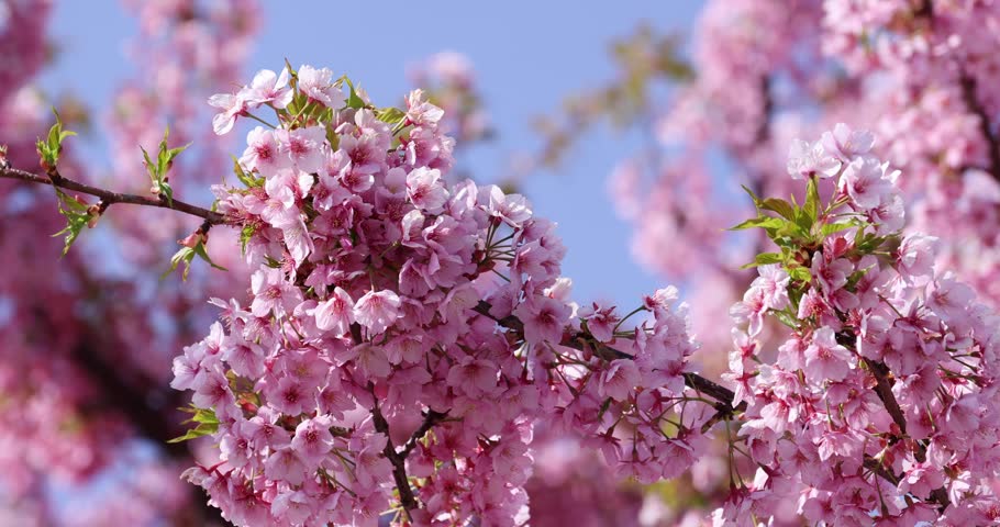 Kawazu cherry blossoms in full bloom at the park closeup Royalty-Free Stock Footage #1101298125