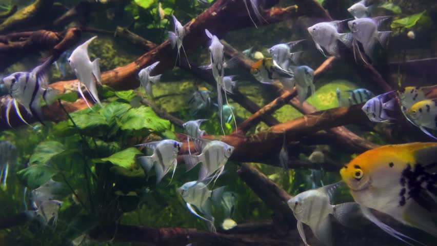 Angelfish angelfish in a freshwater tank | Shutterstock HD Video #1101300413