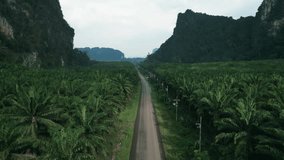 Camera flight above road between palm oil plantations on background of beautiful mountains in tropical area, cinematic video. Aerial video close-up flight over roadway in tropical jungle of Thailand