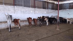 Video of cows seen eating inside the barn or cowshed at indian rural goshala