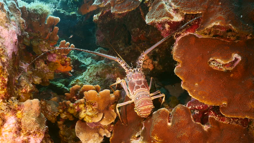 Seascape with Spiny Lobster in the coral reef of the Caribbean Sea