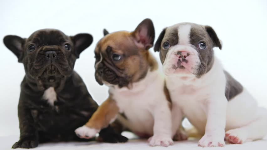 Three little cute multicolored french bulldog puppies kissing. dogs playing together on white background. love and gentle kiss dog. funny pets concept. | Shutterstock HD Video #1101304191