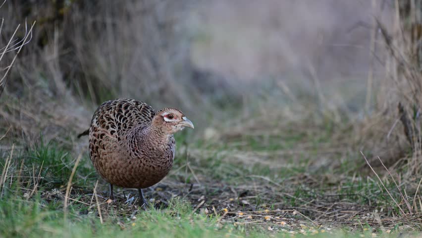 Pheasant Phasianus colchicus in the wild. The bird feeds in the forest.