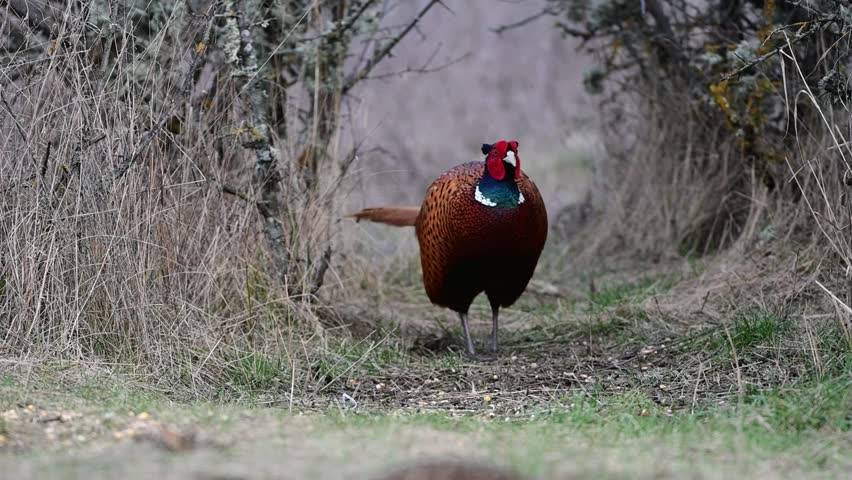 Male common pheasant Phasianus colchicus in the wild.