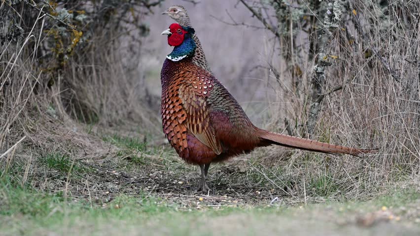 Male common pheasant Phasianus colchicus in the wild.